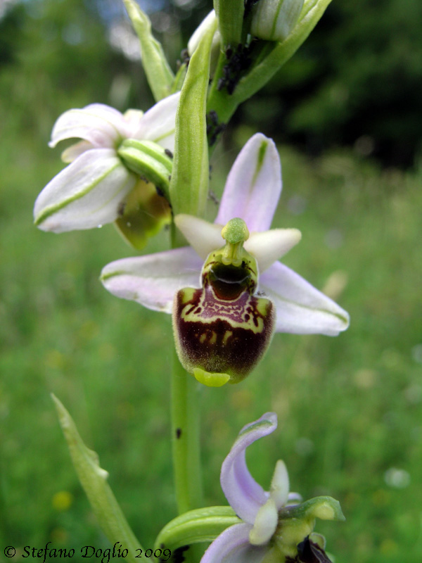 Ophrys fuciflora subsp. elatior (O. tetraloniae)